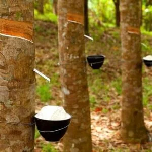 Cao su thiên nhiên là gì? Đặc điểm & Ứng dụng | Thế Giới Đệm Việt