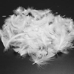 Lông vũ là gì? Các sản phẩm từ lông vũ phổ biến nhất hiện nay