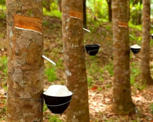 Cao su thiên nhiên là gì? Đặc điểm & Ứng dụng | Thế Giới Đệm Việt